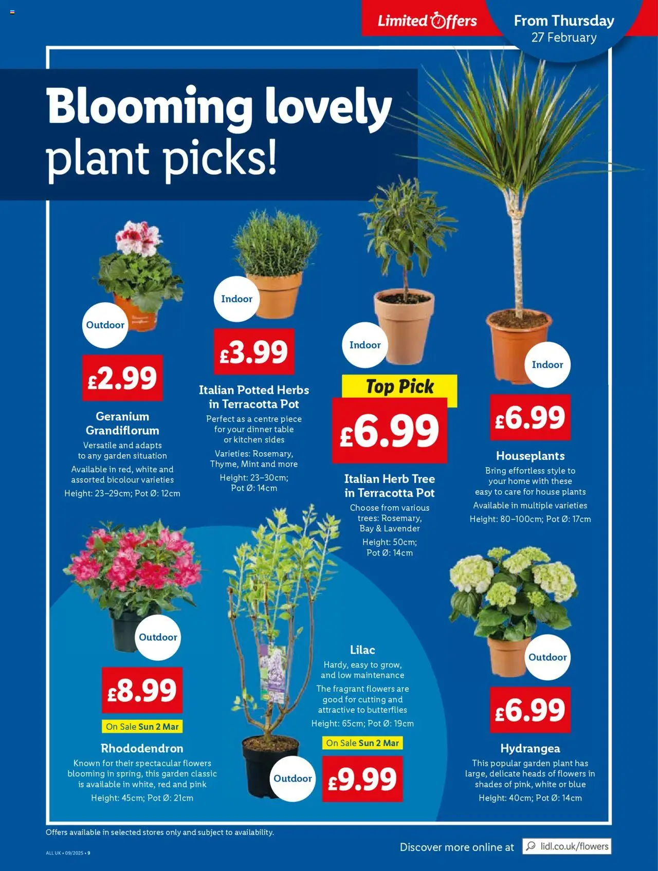 Lidl shop Lidl Weekly valid from 27/02/2025 - Page number 11